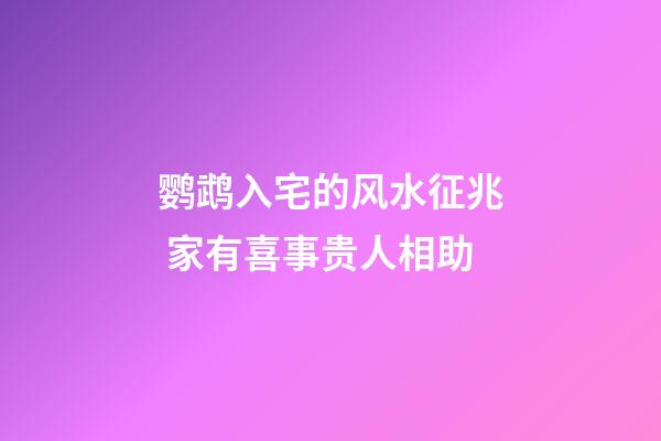 鹦鹉入宅的风水征兆 家有喜事贵人相助